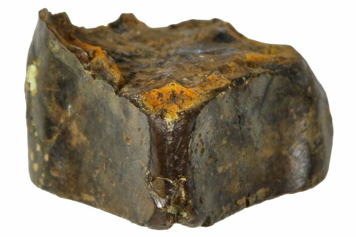 Fossil Hadrosaur (Edmontosaurus) Shed Tooth - Wyoming #376666